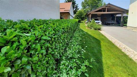 Gartenpflege – Hecke und Grünfläche